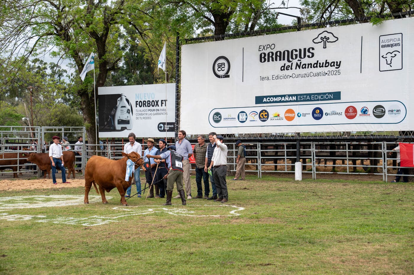 Expo Brangus del Ñandubay, Curuzú Cuatía